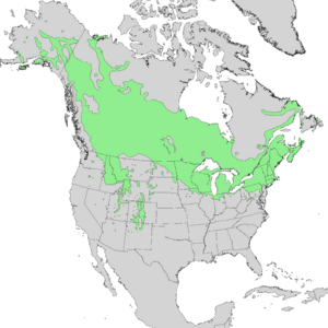 Salix bebbiana range map 1.png