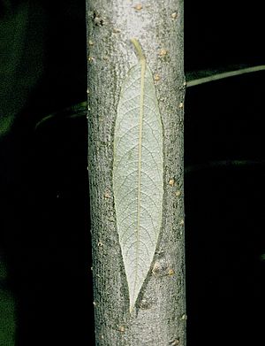 Salix sericea NRCS-2.jpg