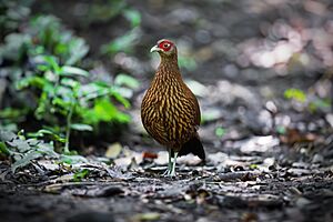 Salvadori's Pheasant female 0A2A5461.jpg