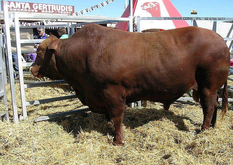 Santa Gertrudis bull