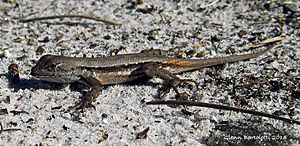 Scrub Lizard, (Sceloporus woodi)