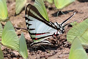 Short-lined kite-swallowtail (Protographium agesilaus agesilaus).JPG