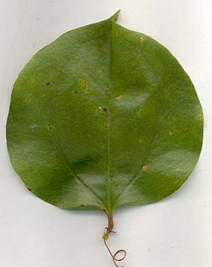 Smilax rotundifolia (EU)