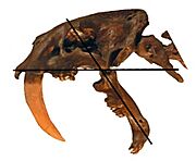 Smilodon fatalis at maximum gape 128 degrees