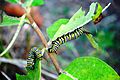 Smoke Hole - Danaus plexippus caterpillar