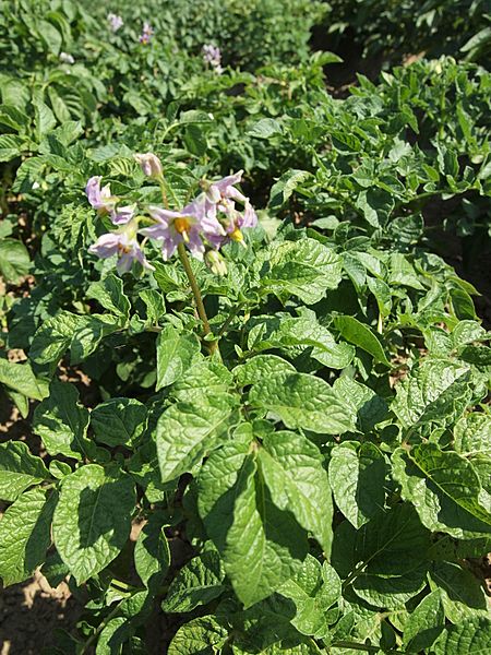 Solanum tuberosum Präsident Krüger (03)