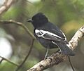Southern Black Tit 2015 10 17 16 46 24 9797, crop