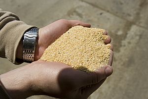 Soybean Meal (10059014026)