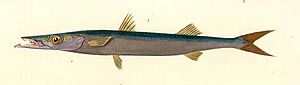 Sphyraena vulgaris (Sphyraena sphyraena) (Dictionnaire universel Orbigny).jpg