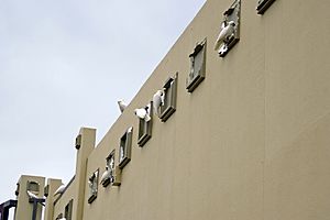 Sulphur-crested Cockatoos damaging a shopping centre facade