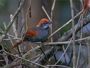 Synallaxis infuscatus Pinto's Spinetail; Lagoa dos Gatos, Pernambuco, Brazil.jpg