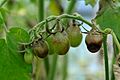 Tomato late blight fruit cluster (5816739612)