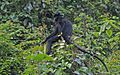 Trachypithecus hatinhensis 64485672