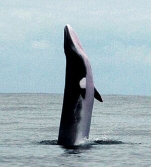Uma Baleia Anã nos Açores, version 2