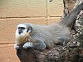 Vieira's titi