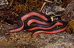 Western Worm Snake (Carphophis vermis)