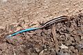 Western skink (plestiodon skiltonianus) - juvenile