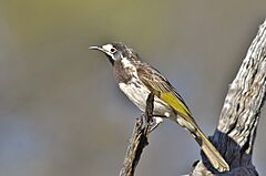 White-fronted honeyeater 2