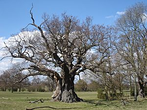 Windsor Great Park oak
