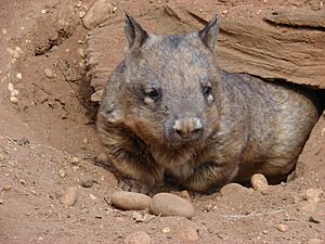 Wombat3