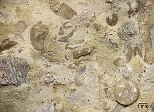 Wrens Nest fossils close-up