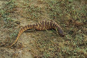 Yellow Monitor Lizard