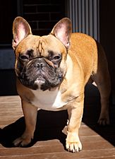 A French Bulldog