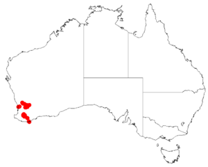 "Acacia ataxiphylla" occurrence data from Australasian Virtual Herbarium