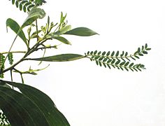 Acacia koa with phyllode between the branch and the compound leaves