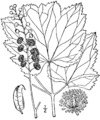 Actaea rubifolia drawing