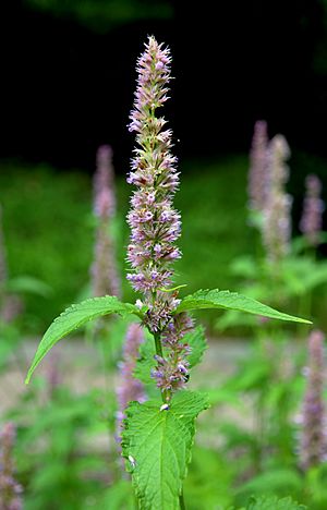 Agastache mexicana Prague 2014 3