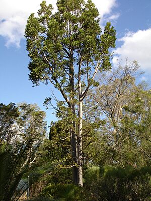 Agathis robusta