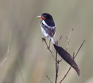 Alectrurus risora - Strange-tailed tyrant (male).jpg