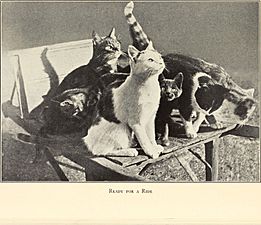 Alexander and some other cats (1929) (17329080553)