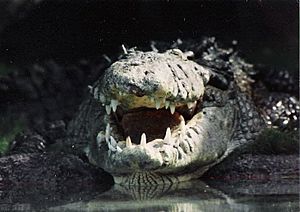 Alligator grin-scubadive67