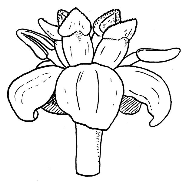AmborellaNoLabels