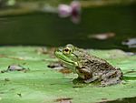 American Bullfrog on a Lily Pad (7915817936)