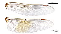 Anax gibbosulus female wings (34665178640) (2)