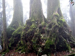 Antarctic Beech Tree Base (Nothofagus Moorer)