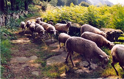Herd of sheep on the Roman road