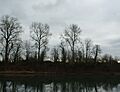 Ash Island from Chehalem Paddle Launch - Dundee, Oregon