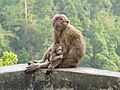 Assamese macaque AJTJ P1020178
