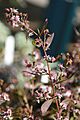 Aster lateriflorus Lady in Black 1zz