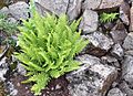 Athyrium distentifolium americanum (Alpine Lady-fern) (7993253369)