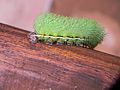 Automeris illustris Automeris (caterpillar) - Laslovarga