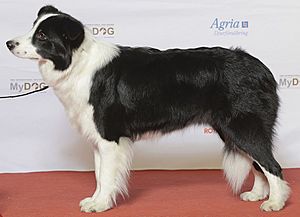 Wiston cap hot sale border collie