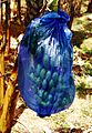 Photo of bananas in blue plastic bag