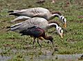 Bar-headed Geese (Anser indicus) with Glossy Ibis (Plegadis falcinellus) at Bharatpur I IMG 5647