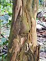 Bark of Garcinia cambogia