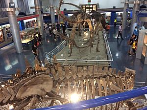 Beijing Museum of Natural History Dinosaur Hall